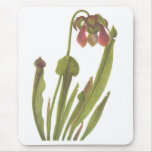 Carnivorous Plant - Sarracenia catesbaei Mouse Pads