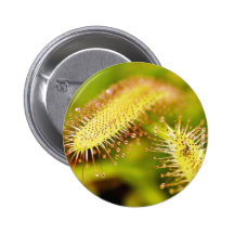 Carnivorous Plants Buttons