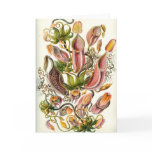 Carnivorous Plants Card