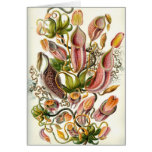 Carnivorous Plants Card