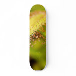 Carnivorous Plants Skate Deck