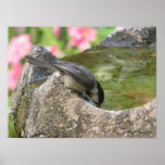 Carolina Chickadee Drinks Poster