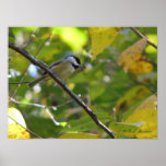 Carolina Chickadee in Silverbell Posters