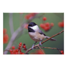 Carolina Chickadee Photo Print