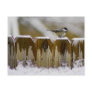Carolina Chickadee Post Cards