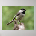 Carolina Chickadee posters