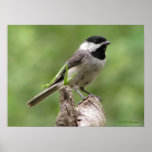 Carolina Chickadee Poster