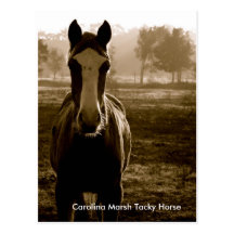 Carolina Marsh Tacky Horse Postcards