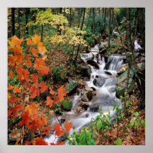 Carolina Print