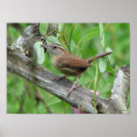 Carolina Wren Poster