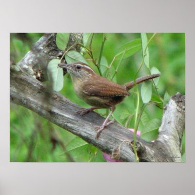 Carolina Wren Poster by naturegirl7