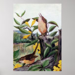 Carolina Wrens and Yellow Jessamine Posters