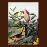 Carolina Wrens and Yellow Jessamine posters