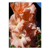 Carol's Gladiola Sympathy Card
