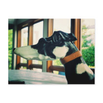 Carousel Dog Post Cards