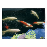 Carp Cards