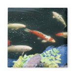 Carp Magnet
