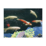 Carp Postcard