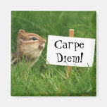 Carpe Diem Chipmunk Magnet