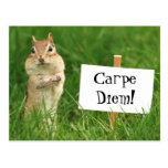 Carpe Diem Chipmunk with Sign Postcard