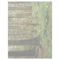 Carpet of sword ferns among old timber custom letterhead