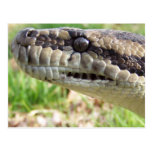 Carpet Python Postcards