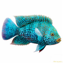 Carpintis Texas Cichlid Fish Ornament Photo Cutout