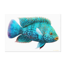 Carpintis Texas Cichlid Fish Wrapped Canvas Gallery Wrap Canvas