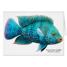 Carpintis Texas Cichlid Greeting Card