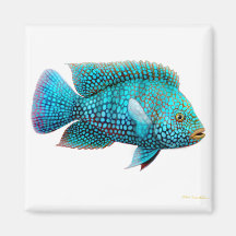 Carpintis Texas Cichlid Magnet