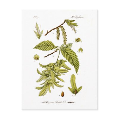 Carpinus betulus (European hornbeam) Postcard by Botany_Boy