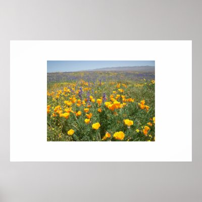 Carrizo Wildflowers Print by jelman