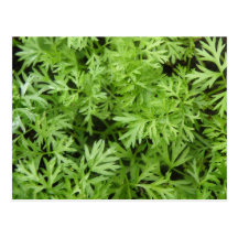 Carrot Tops Postcard