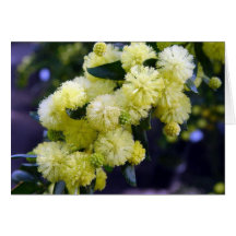 Carte Acacia - Mimosa