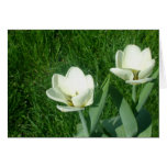 Carte blanche de tulipes