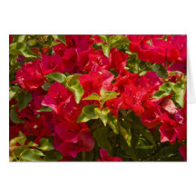 Carte, "Bougainvillia rouge # 236"