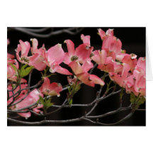 Carte, "CORNOUILLER ROSE # 2"