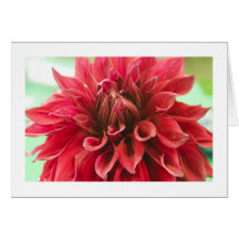 Carte, "dahlia # 174"