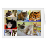 Carte d'anniversaire de collage de chat