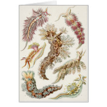 Carte d'art d'Ernst Haeckel : Nudibranchia