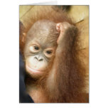 Carte de bébé d'orang-outan