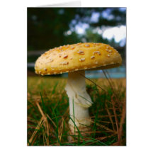 Carte de champignon