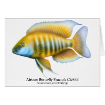 Carte de Cichlid de paon de jacobfreibergi d'Aulon
