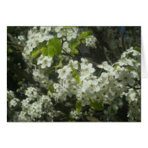 Carte de cornouiller fleurissant de ressort