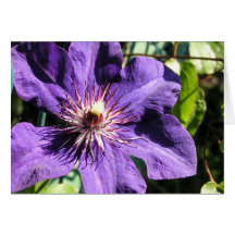Carte de fleur de clématite pourpre