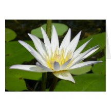 Carte de fleur de Lotus blanc