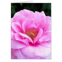 Carte de fleur du rose I de rose
