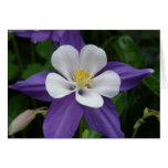 Carte de fleur pourpre et blanche de Columbine