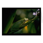 Carte de grenouille
