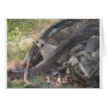 Carte de Meerkat